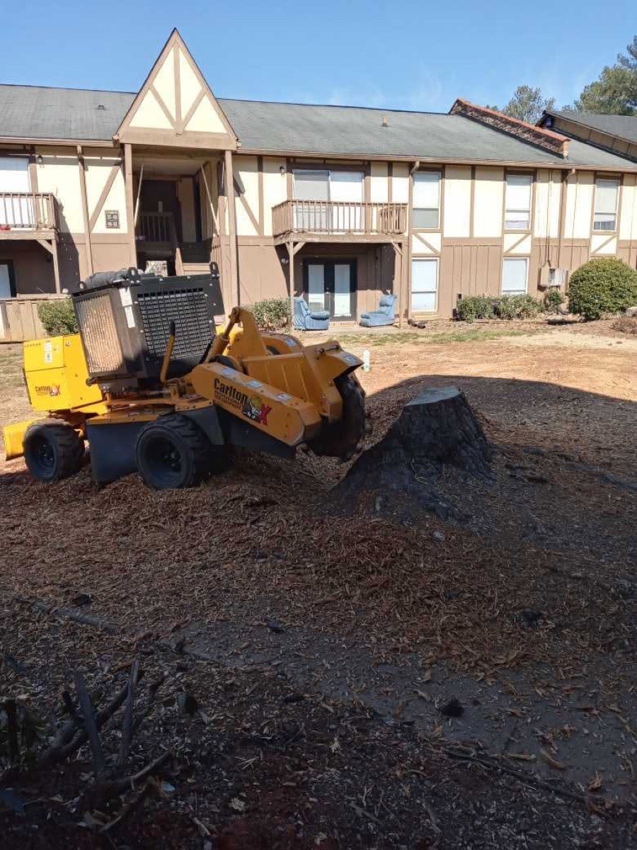 Stump grinder working on a large tree stump